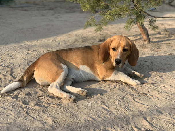 Beagle kutya fekszik az udvaron. Háziállat, családi barát, telivér kutya a friss levegőn. Vadászkutya fehér-barna színezése. - Fotó, kép