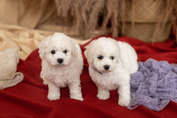 Dois filhotes de cachorro brancos Bichon Frize estão em um pano vermelho no chão. desviar o olhar. lugar para inscrição
 - Foto, Imagem