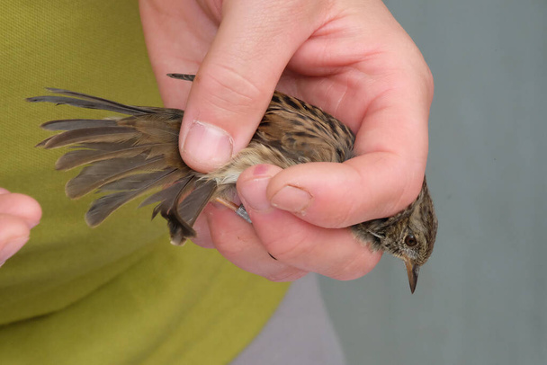 Bird ringing or bird banding is the attachment of a small, individually numbered metal or plastic tag to the leg or wing of a wild bird to enable individual identification. This helps in keeping track of the movements of the bird and life history. - Photo, Image