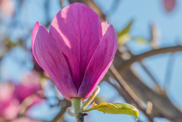 квітка блюдця магнолія (Magnolia Soulangeana) денне світло на відкритому повітрі
 - Фото, зображення
