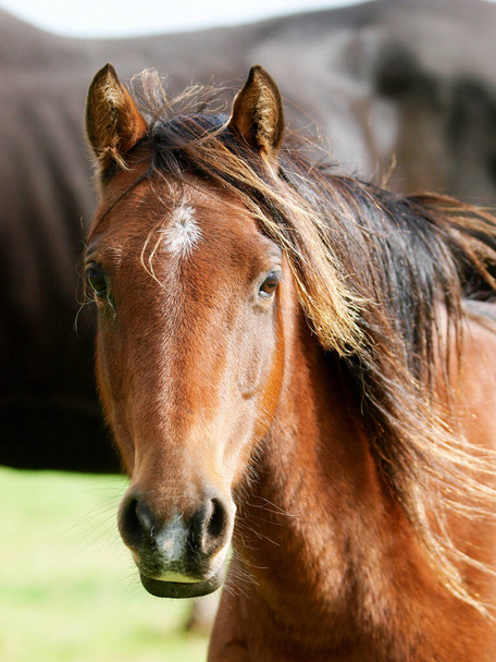 A head shot of a bay native pony in a paddock. - Photo, Image