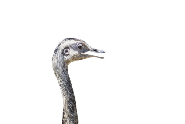 struisvogel - Struthio camelus - kop met hals van jonge struisvogel met open snavel op witte achtergrond. - Foto, afbeelding