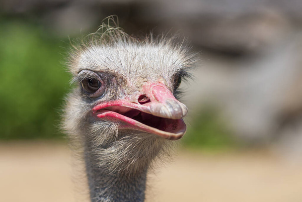 Ostrich - Struthio camelus - front portrait with open beak and nice bokeh - Foto, immagini