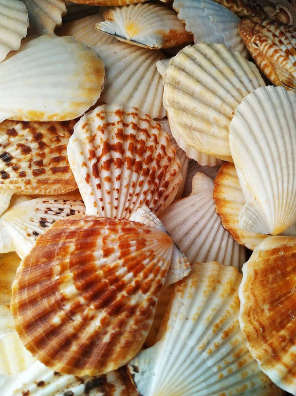 Seashells of the islands of Rhodes. Mediterranean Sea. Greece. - Photo, Image
