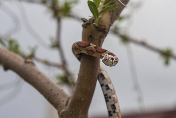 Serpente rosso - Pantherophis guttatus striscia su un albero
 - Foto, immagini