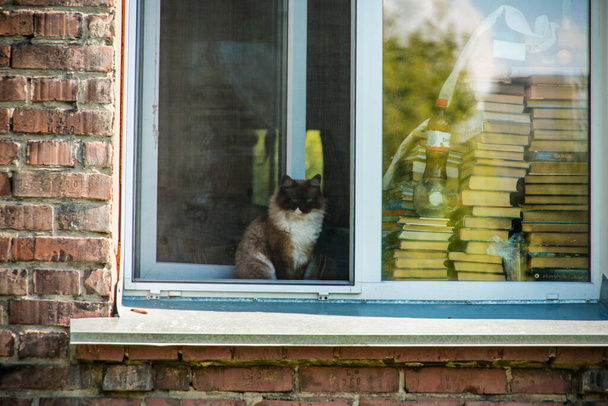 A beautiful view of a cat that is looking out of a brick house window. - Fotoğraf, Görsel