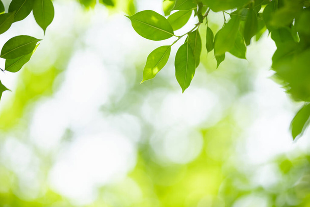 Крупним планом красивий вид на природу зелений лист на розмитому зеленому тлі під сонячним світлом з боке і копіювати простір, використовуючи як фон природні рослини пейзаж, концепція екологічних шпалер
. - Фото, зображення