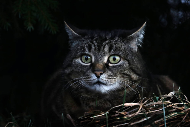 Кошка, гоняющаяся ночью. Один коричнево-черный кот охотится в темноте
 - Фото, изображение