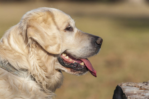 Suuren vaaleanruskean koiran muotokuva kieli ulkona
. - Valokuva, kuva