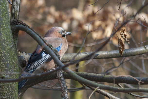 Garrulus glandarius - Евразийский Джей сидит на ветке дерева. Маленькая птичка с голубыми перьями
. - Фото, изображение