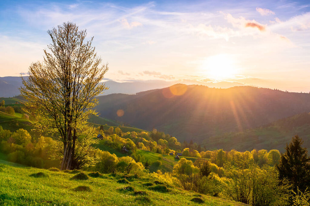 krajobrazy wiejskie w górach o zachodzie słońca. piękny krajobraz Karpat z łąkami toczącymi się przez zalesione wzgórza w wieczornym świetle. wspaniała pogoda wiosną - Zdjęcie, obraz