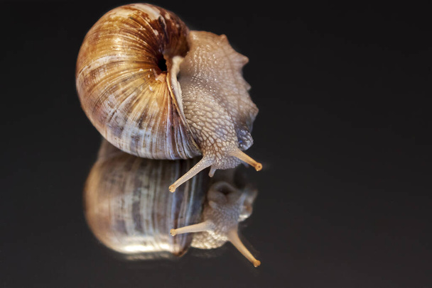 conch snail has its horns sticking out and is on a reflective background and a dark background - Zdjęcie, obraz