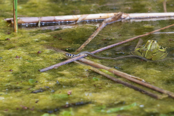 Natrix natrix - de slang kruipt in het water - Foto, afbeelding