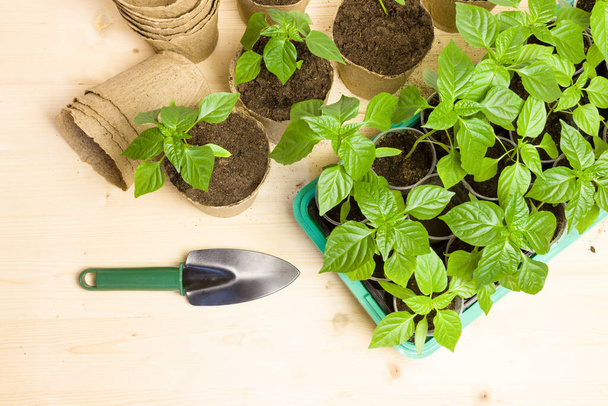 Potted peppers seedlings in peat pots and a plastic container. Gardening in the spring. Young seedlings in pots. - Foto, Imagem