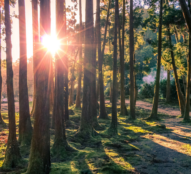 Promenade au coucher du soleil au milieu des arbres forestiers
 - Photo, image