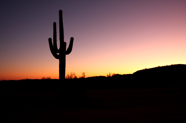 Saguaro Cactus kukkuloilla Phoenixin lähellä
 - Valokuva, kuva
