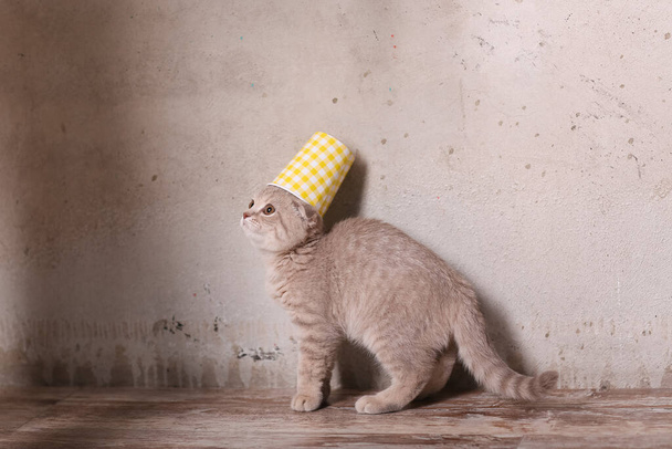 Scottish fold cat in beanie hat - Photo, Image