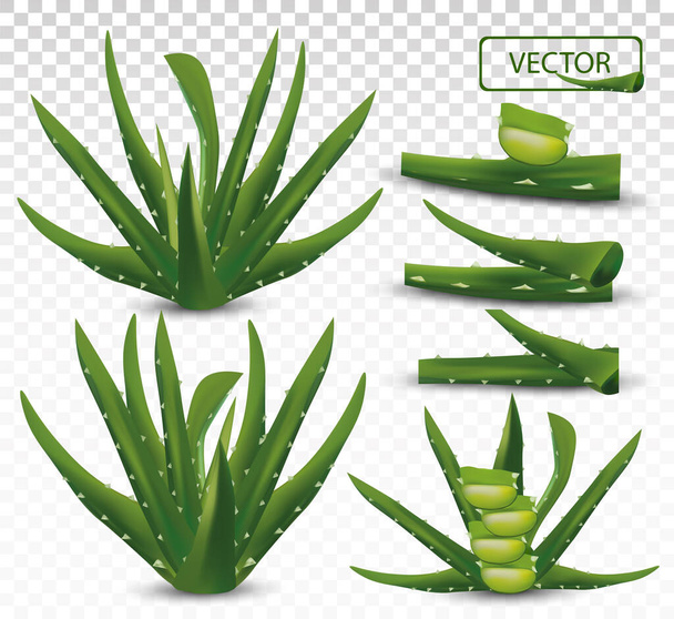 3D realistic fresh aloe vera on transparent background. Collection green aloe vera. Slice Aloe. Herbal medicine. Aloe vera a cactus close up. Vector illustration. - ベクター画像