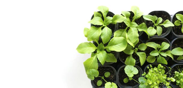 Young juicy green seedlings in plastic pots after transplanting isolated on white background. Beautiful photo of seedlings with space for text or copy space. - Photo, Image