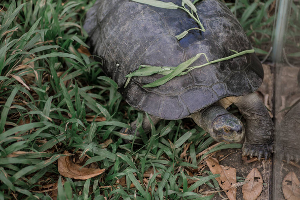 VinPearl Safari Parkı, Phu Quoc Adası, Vietnam 'da çimlerin üzerinde kocaman bir kaplumbağa.. - Fotoğraf, Görsel