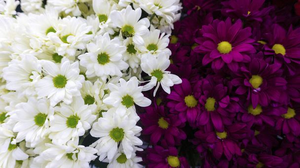 Fond contrasté floral lumineux de chrysanthèmes marron et blanc. Dualisme de couleurs opposées
. - Photo, image