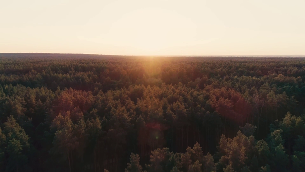 Vista aérea del bosque verde y la luz solar
 - Metraje, vídeo