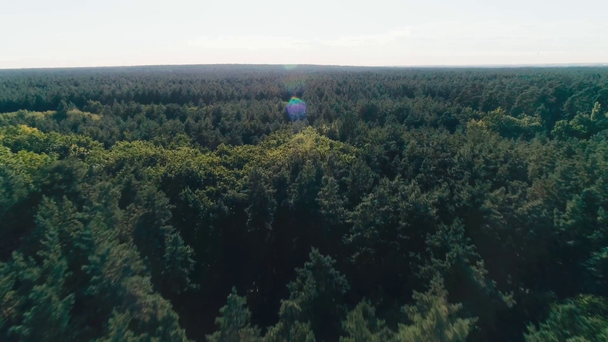Aerial view of green forest and skyline - Video