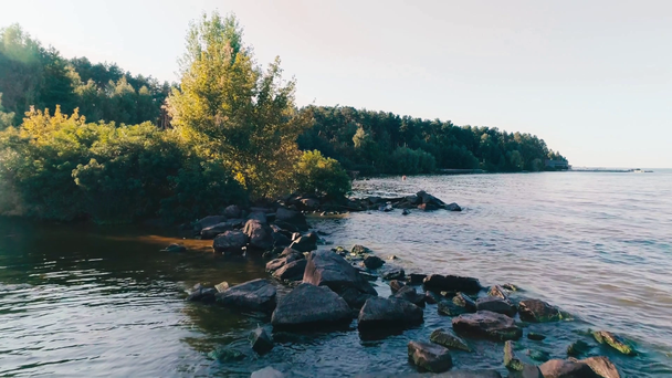 Zelený les a řeka s kameny - Záběry, video