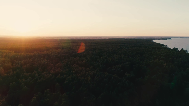 Letecký pohled na zelený les u moře a slunečního svitu - Záběry, video