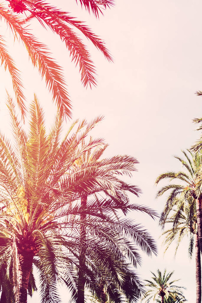 Palmbomen weerstaat prachtige lucht met wolken - Foto, afbeelding