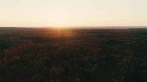 Luchtfoto van groen bos en zonlicht aan de horizon - Video