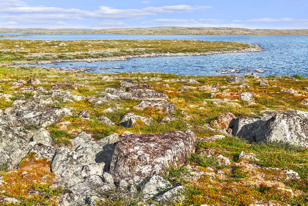 northern summer, arctic landscape of the Kola Peninsula, moss and lichens cover a rocky coast - Фото, изображение