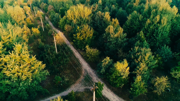 緑の森と太陽の光の中の道路の空中ビュー - 映像、動画