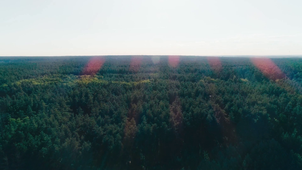 Aerial view of horizon in green forest - Video