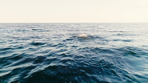Dauphin nageant dans la mer bleue avec des vagues
  - Séquence, vidéo