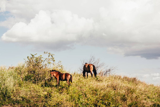 Hevoset laiduntavat niityllä - Valokuva, kuva