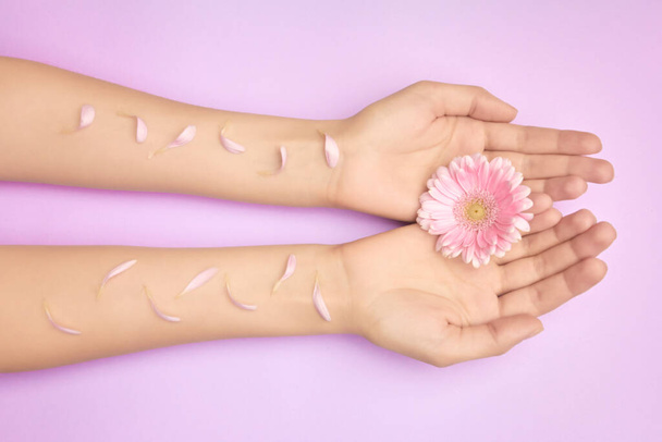 Le mani delle donne con un brillante fiori gerbera rosa su un backround viola. Cura del prodotto o della pelle, cosmetici naturali per petali, cura delle mani antirughe
 - Foto, immagini