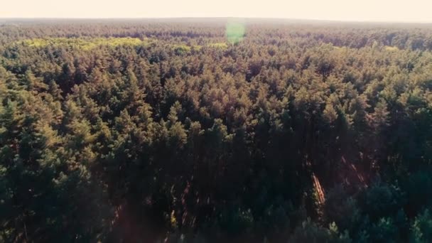 Widok z lotu ptaka na zielony las i światło słoneczne  - Materiał filmowy, wideo
