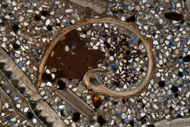 Photo au microscope d'une mince section pétrographique de fragments fossiles dans une roche silico-lastique de l'âge tertiaire du nord de l'Allemagne, Sternberger Kuchen
 - Photo, image