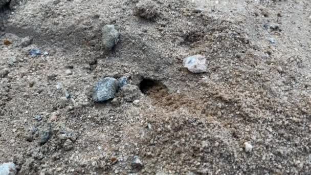 Homokdarázs (Stictia carbonaria). Közelkép a homokdarázs (ok) ásni kis alagutakat a homokban. Más néven "homokméhek"."  - Felvétel, videó