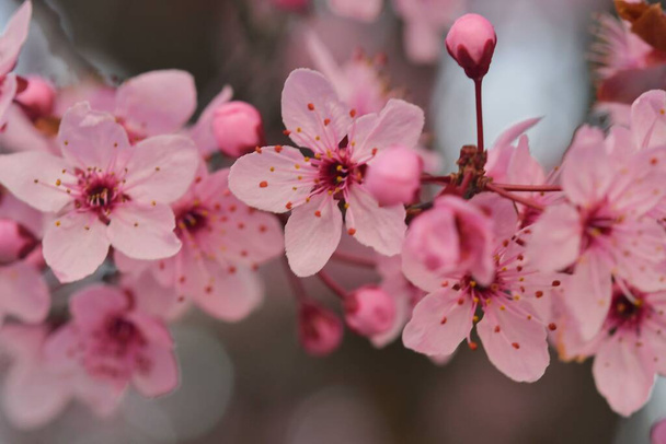 Close-up image of the blossom on a Prunus serrulata, flowering cherry tree. Spring time. - Photo, Image
