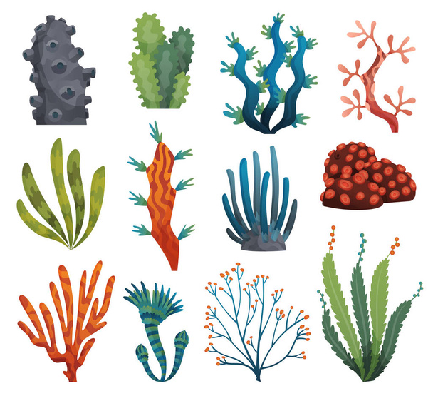 Set of watercolor seaweed and corals isolated on white background. Underwater algae. Aquarium plants collection. Vector marine life. Vector isolated corals and algae. Underwater flora - Vector, afbeelding