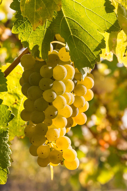 гроно з підсвічуванням винограду, що росте на винограднику з розмитим фоном
  - Фото, зображення