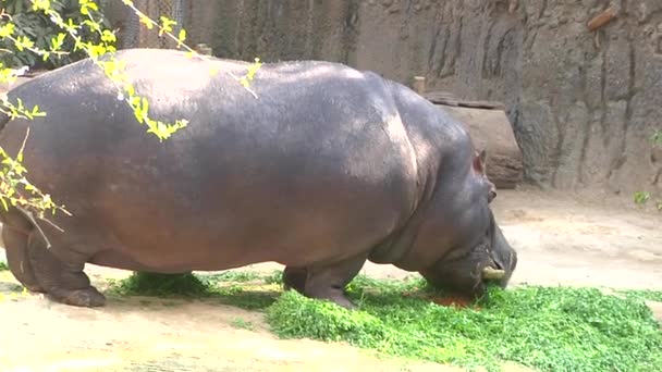 Hipopótamo comiendo hierba dentro con algunas moscas alrededor de él
. - Metraje, vídeo