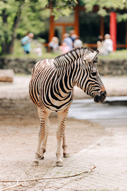 Zebra portrait in a city park, zoo. animal background. - Photo, Image