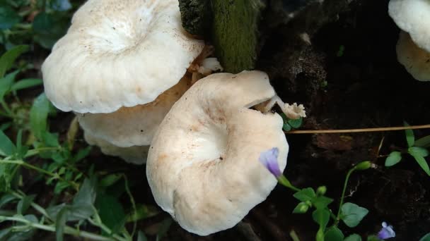Poisonous mushroom in the nature background. Mushroom usually grow up in rainy season. - Footage, Video