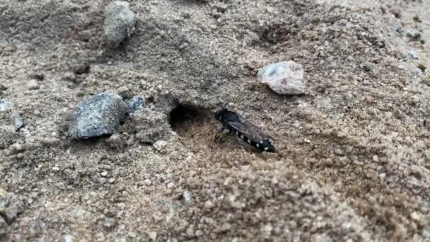 Avispa de arena (Stictia carbonaria). Primer plano de arena Avispa (s) cavando pequeños túneles en la arena. También conocido comúnmente como "abejas de arena
."  - Imágenes, Vídeo