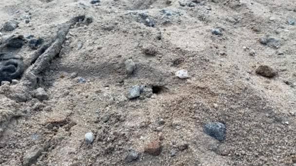 Avispa de arena (Stictia carbonaria). Primer plano de arena Avispa (s) cavando pequeños túneles en la arena. También conocido comúnmente como "abejas de arena
."  - Imágenes, Vídeo