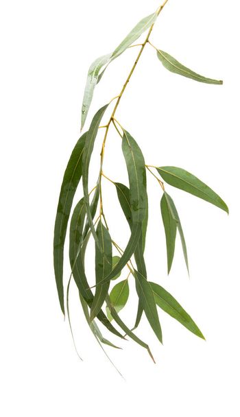 листя евкаліпта ізольовані на білому тлі
 - Фото, зображення
