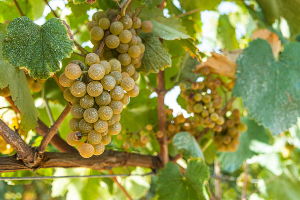 Закрыть ягоды и листья виноградной лозы. Одна связка спелого красного винограда висит на виноградной лозе на зеленом фоне листьев. Посадка виноградных лоз, выращиваемых для виноделия, виноградарства. - Фото, изображение